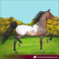 Horse Color:Bay Roan Appaloosa 