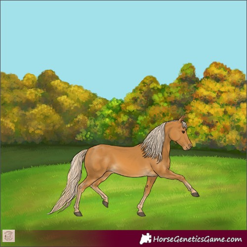 Horse Color:Palomino