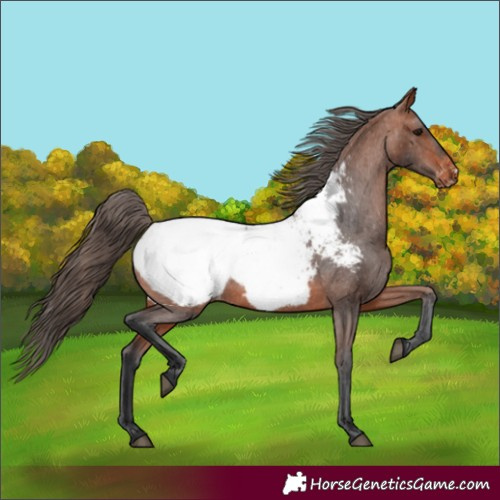 Horse Color:Bay Appaloosa 