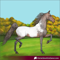 Horse Color:Bay Appaloosa 
