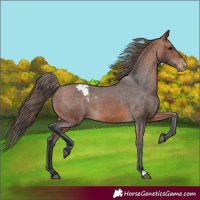 Horse Color:Bay Snowcap 