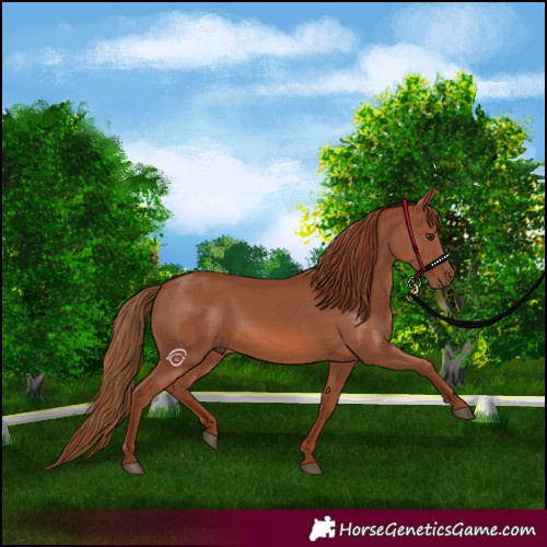 Horse Color:Chestnut 