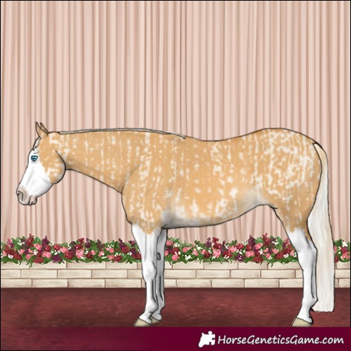 Horse Color:Cremello Dun Splash  and Palomino Dun Splash 