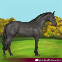 Horse Color:Black 