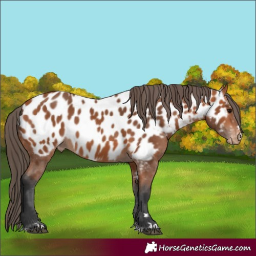 Horse Color:Bay Appaloosa 