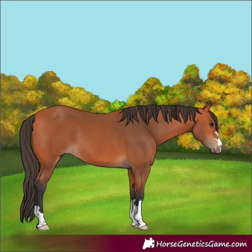 Horse Color:Bay 