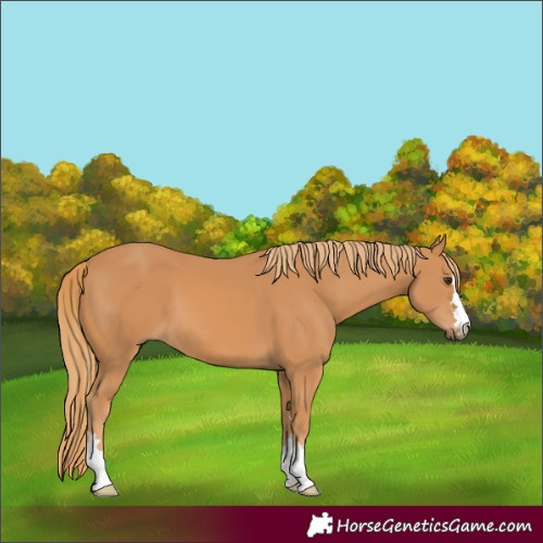 Horse Color:Chestnut 