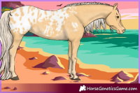 Horse Color:Palomino Appaloosa 