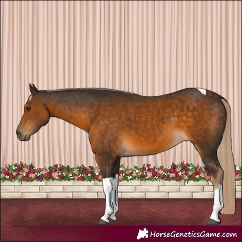 Horse Color:Chocolate Palomino Tobiano
