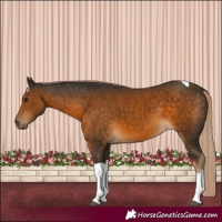 Horse Color:Chocolate Palomino Tobiano 