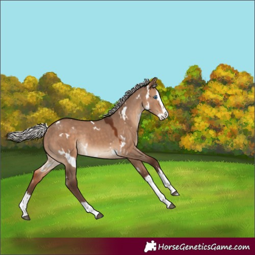 Horse Color:White Spotted Silver Brown Dun Splash Rabicano 