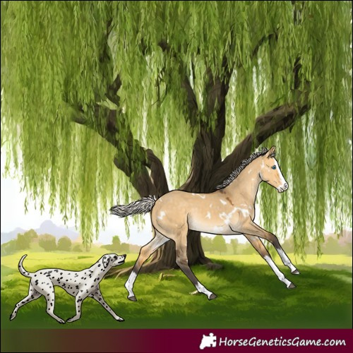 Horse Color:White Spotted Silver Buckskin Dun Splash Rabicano 