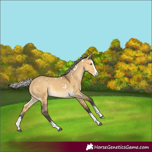 Horse Color:White Spotted Silver Buckskin Dun Splash Rabicano 