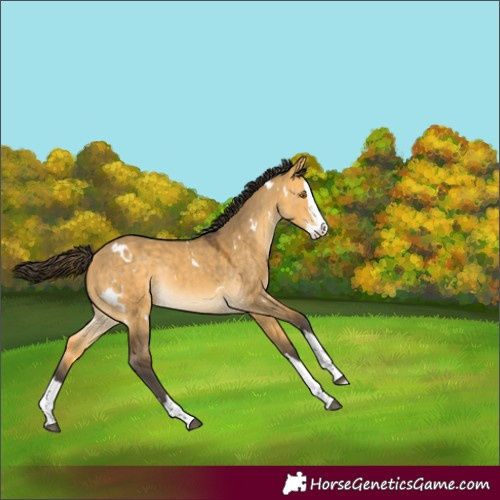 Horse Color:White Spotted Buckskin Dun Splash Rabicano