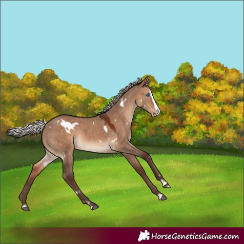 Horse Color:White Spotted Silver Brown Dun Splash Rabicano 