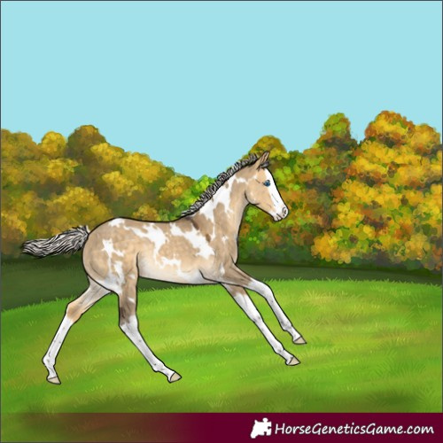 Horse Color:White Spotted Silver Buckskin Dun Splash Rabicano 