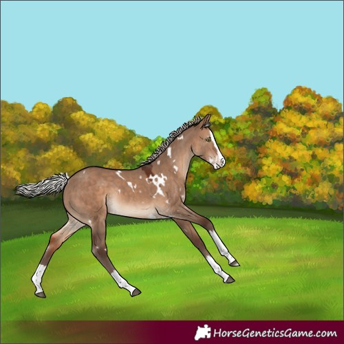 Horse Color:White Spotted Silver Brown Dun Splash Rabicano 