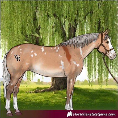 Horse Color:White Spotted Silver Bay Dun Splash Rabicano 