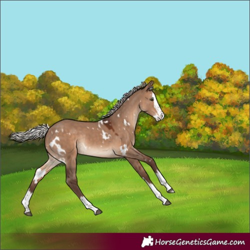 Horse Color:White Spotted Silver Brown Dun Splash Rabicano 