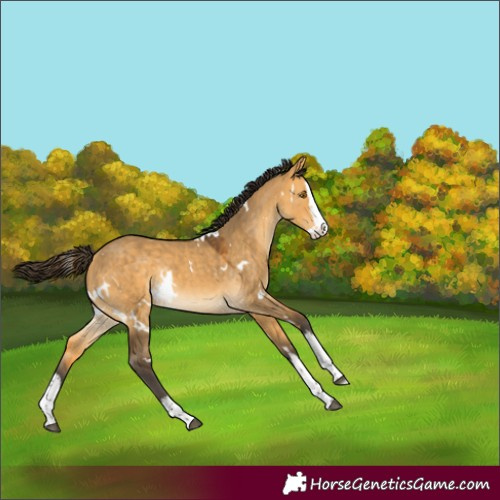 Horse Color:White Spotted Buckskin Dun Splash Rabicano 