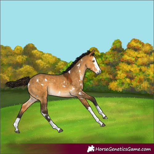 Horse Color:Gray White Spotted Buckskin Dun Splash Rabicano 
