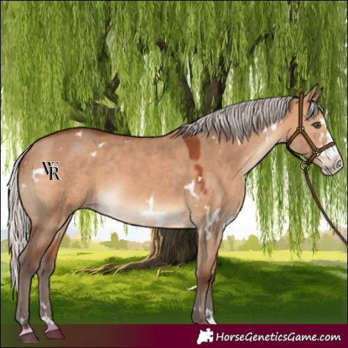 Horse Color:White Spotted Silver Brown Dun Splash Rabicano 