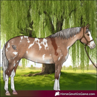 Horse Color:White Spotted Silver Brown Dun Splash Rabicano