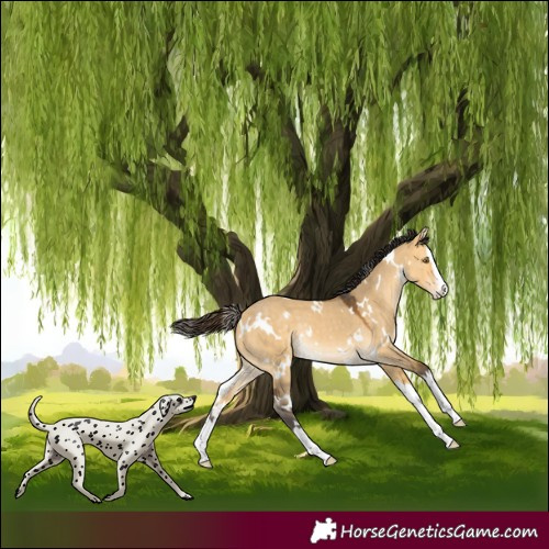 Horse Color:White Spotted Buckskin Dun Splash Rabicano
