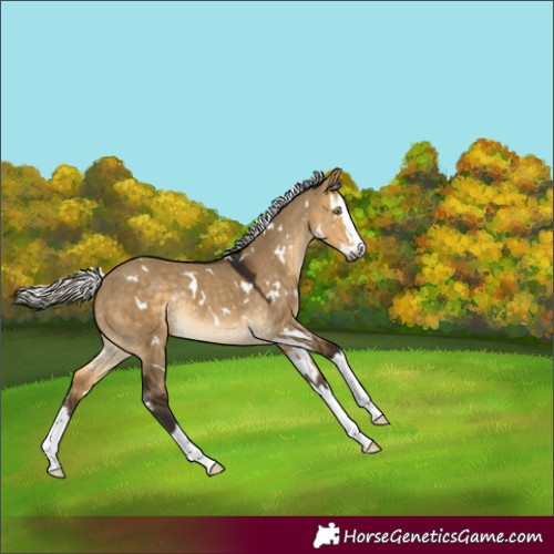 Horse Color:Gray White Spotted Silver Buckskin Dun Splash Rabicano 