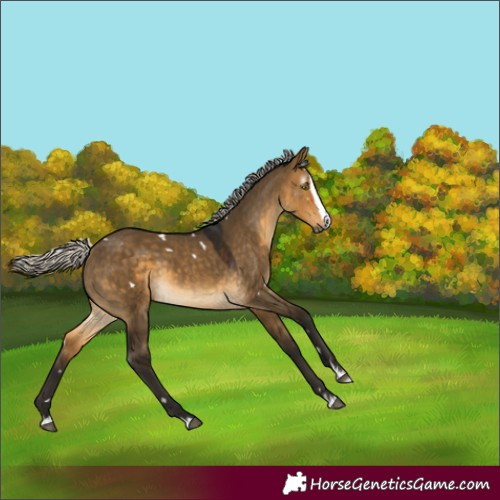 Horse Color:Gray White Spotted Silver Buckskin Dun Splash Rabicano 