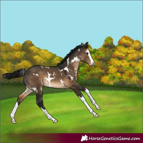 Horse Color:Gray White Spotted Brown Dun Splash Rabicano