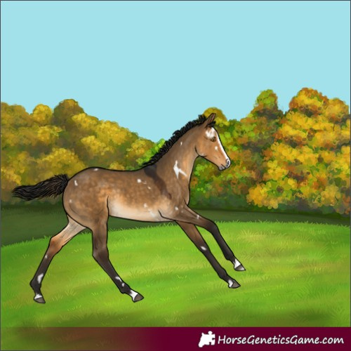 Horse Color:Gray White Spotted Buckskin Dun Splash Rabicano 
