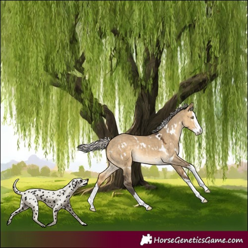 Horse Color:White Spotted Silver Buckskin Dun Splash Rabicano 