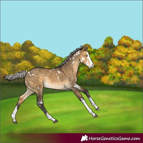 Horse Color:White Spotted Silver Buckskin Dun Splash Rabicano 