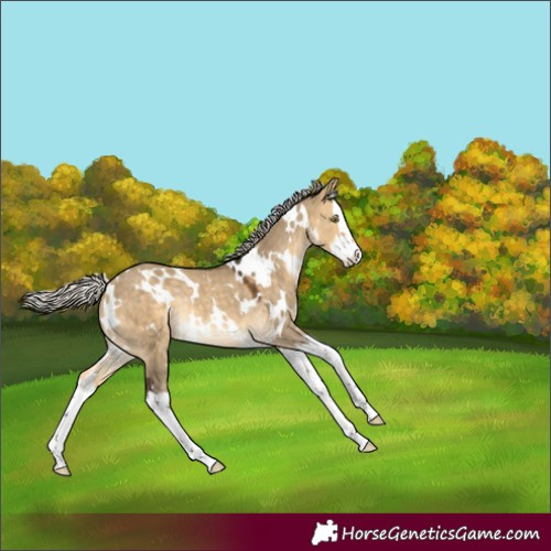 Horse Color:White Spotted Silver Buckskin Dun Splash Rabicano 