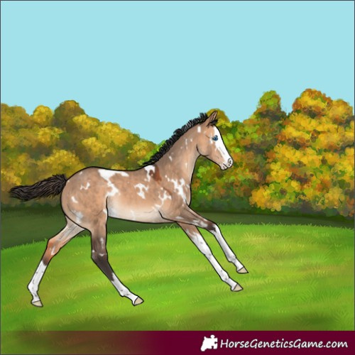 Horse Color:White Spotted Bay Dun Splash Rabicano