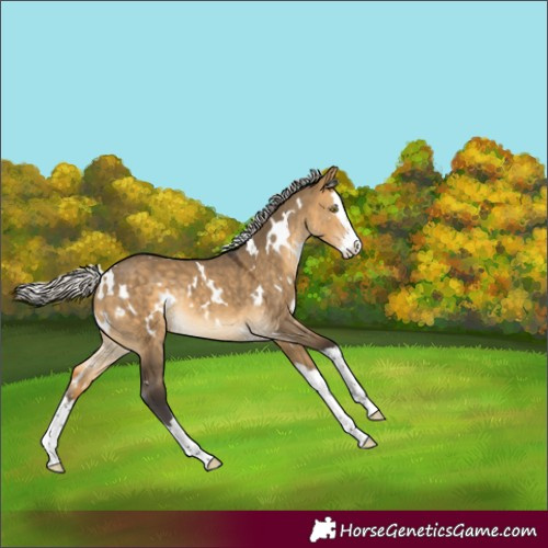 Horse Color:White Spotted Silver Buckskin Dun Splash Rabicano 