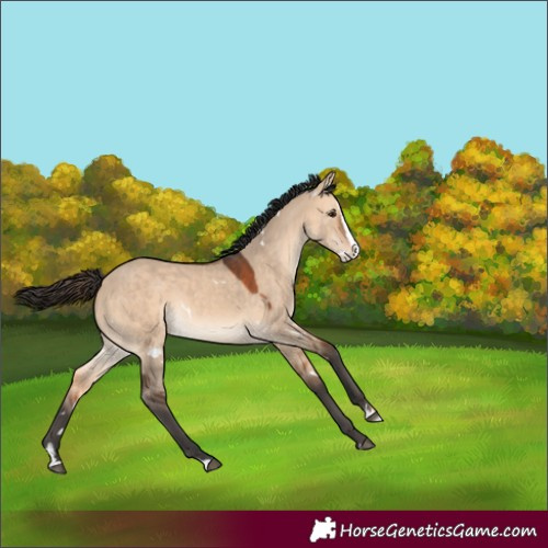 Horse Color:White Spotted Bay Dun Splash Rabicano