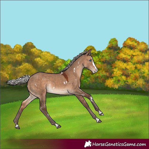 Horse Color:White Spotted Silver Bay Dun Splash Rabicano