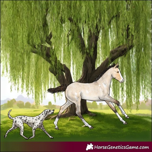 Horse Color:White Spotted Buckskin Roan Dun Splash Rabicano 