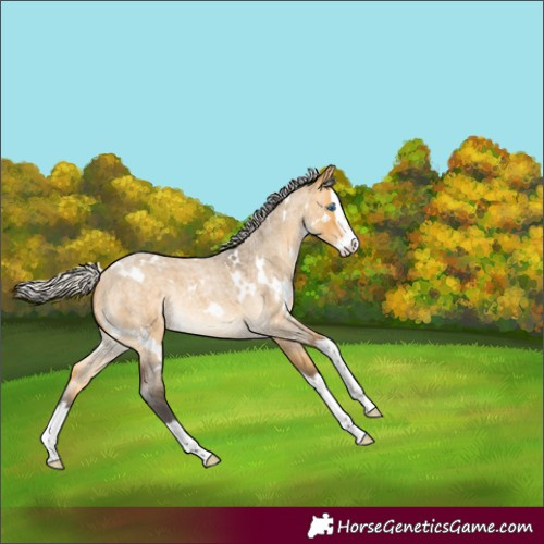 Horse Color:White Spotted Silver Buckskin Roan Dun Splash Rabicano 