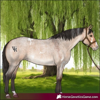 Horse Color:White Spotted Bay Roan Dun Splash Rabicano