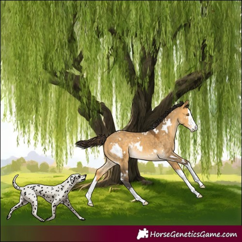 Horse Color:White Spotted Buckskin Dun Splash Rabicano 