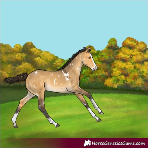 Horse Color:White Spotted Buckskin Dun Splash Rabicano