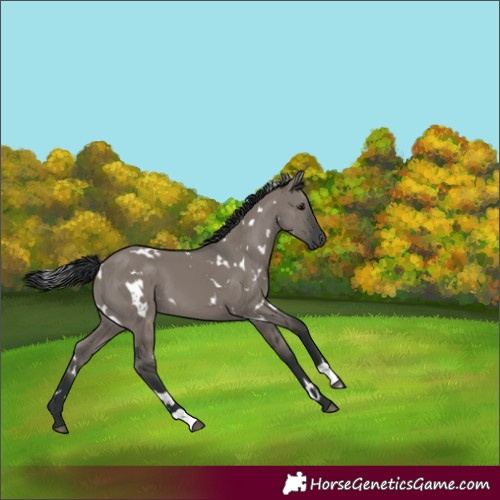 Horse Color:White Spotted Grullo 