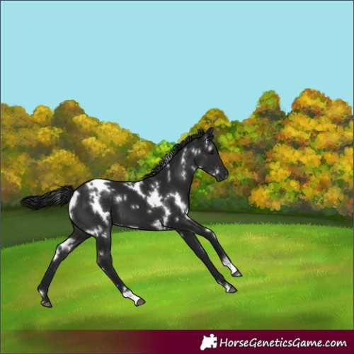 Horse Color:Gray White Spotted Black