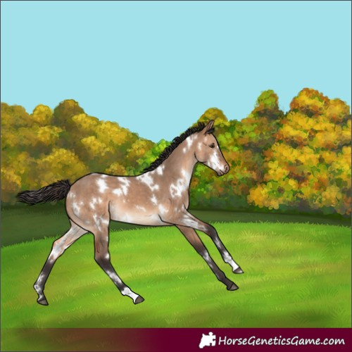 Horse Color:White Spotted Bay Dun 