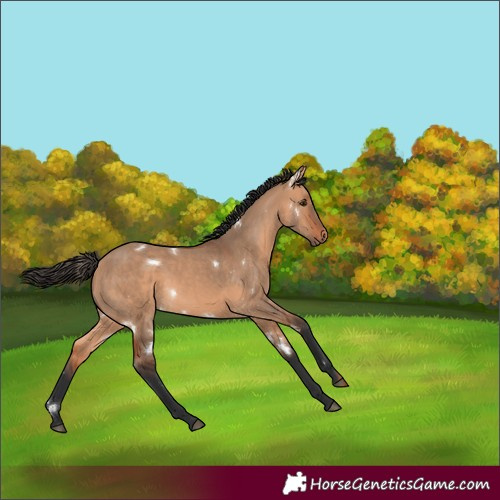Horse Color:White Spotted Bay Dun