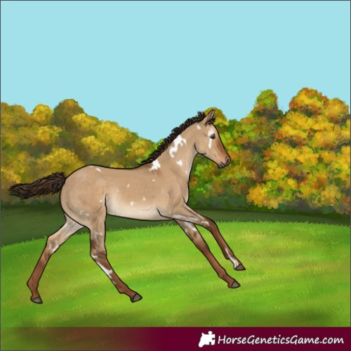 Horse Color:Gray White Spotted Red Dun Rabicano 