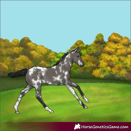 Horse Color:White Spotted Grullo